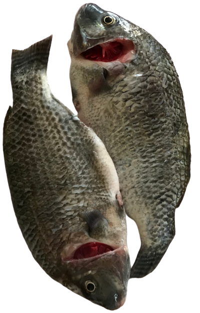 Poisson Tilapia (prix au kilo)