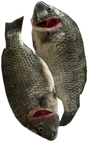 Poisson Tilapia du Lac (prix au kilo)